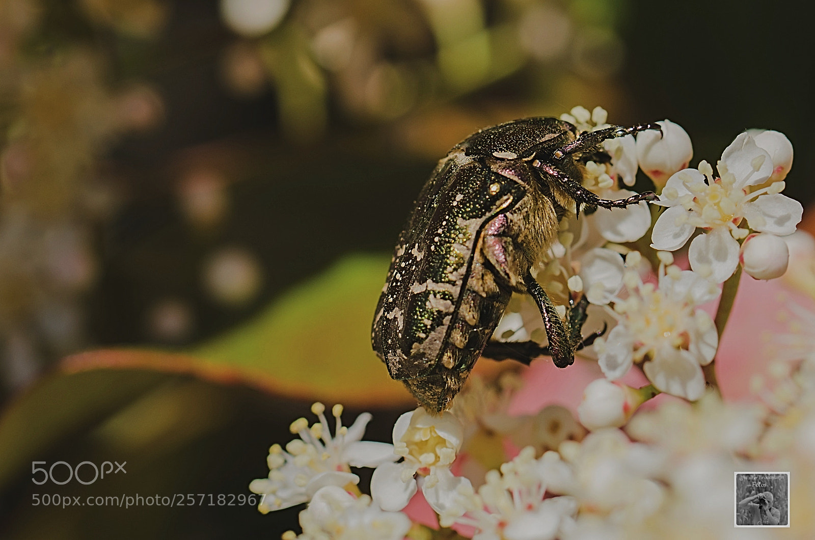 Nikon D7000 sample photo. Insekten k fer bucks photography