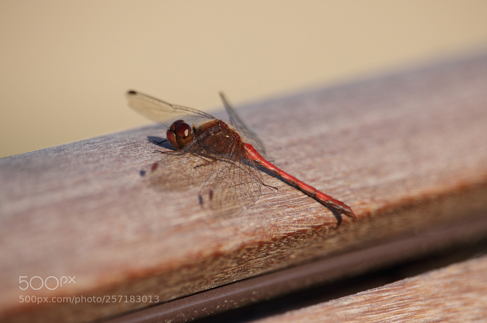 Canon EOS 80D sample photo. Red dragonfly resting on photography