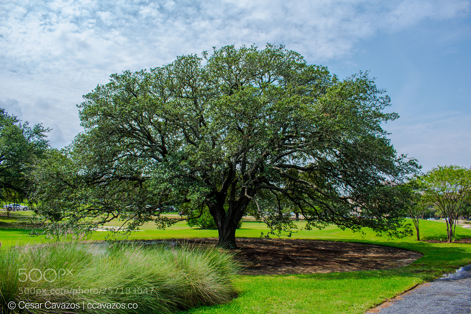 Nikon D3400 sample photo. Texas a&m tree photography