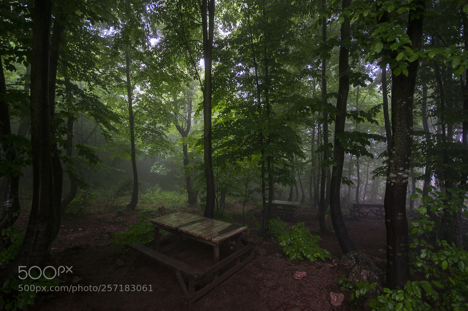 Nikon D3100 sample photo. Forest photography