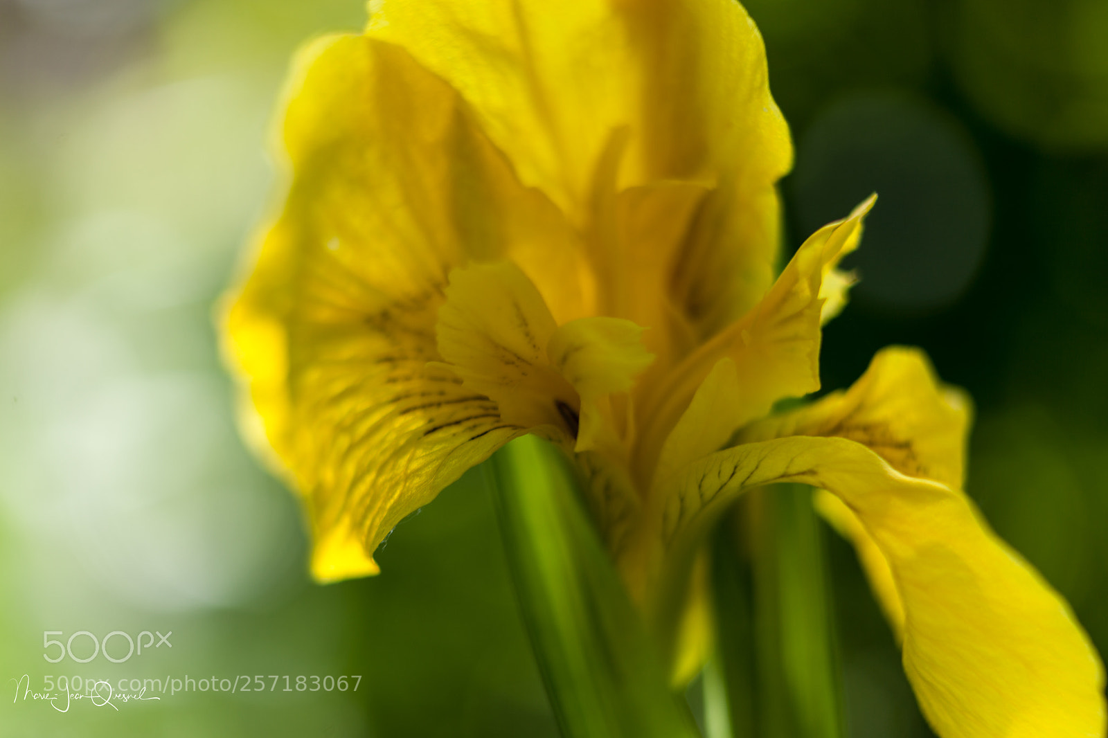 Canon EOS 5D Mark II sample photo. Lys d'eau, pleine floraison. photography