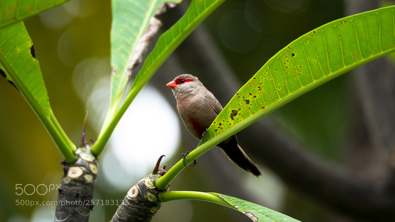 Olympus OM-D E-M10 II sample photo. Common waxbill photography