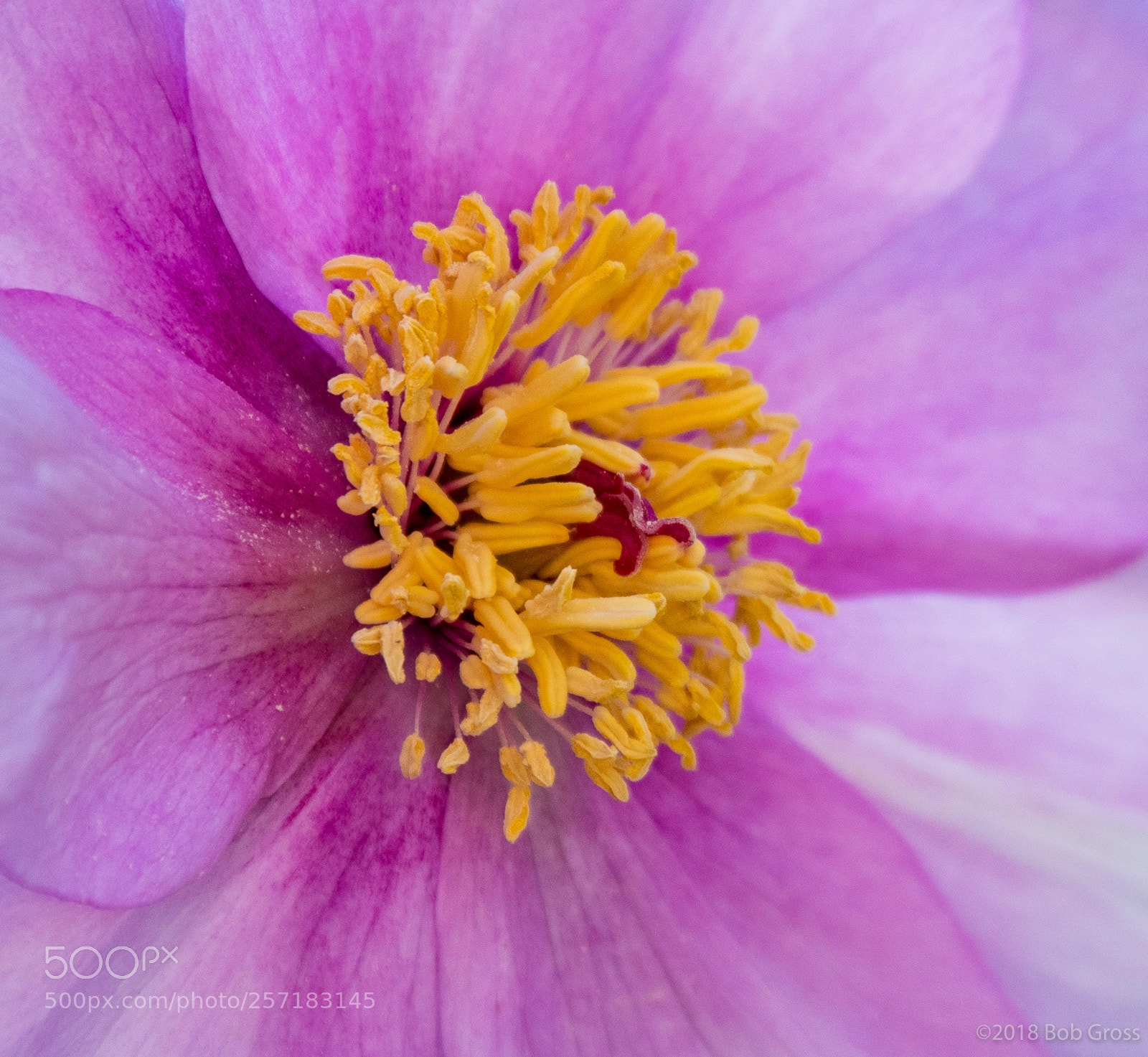 Pentax K-1 sample photo. Spring flowerbobgross photography