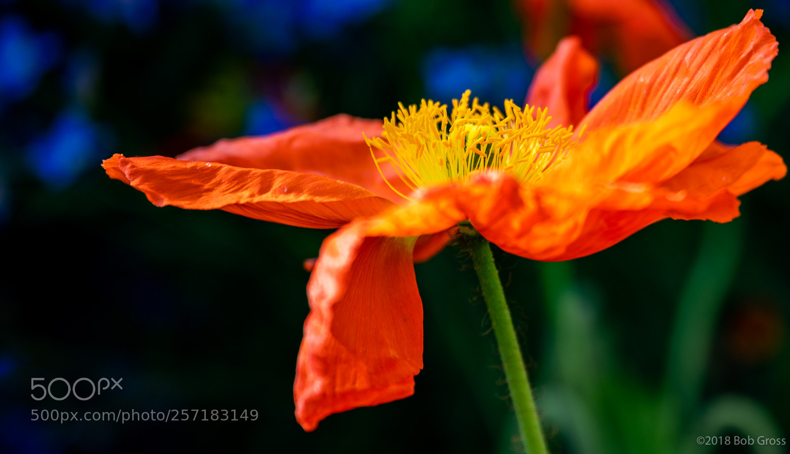 Pentax K-1 sample photo. Spring flowerbobgross photography