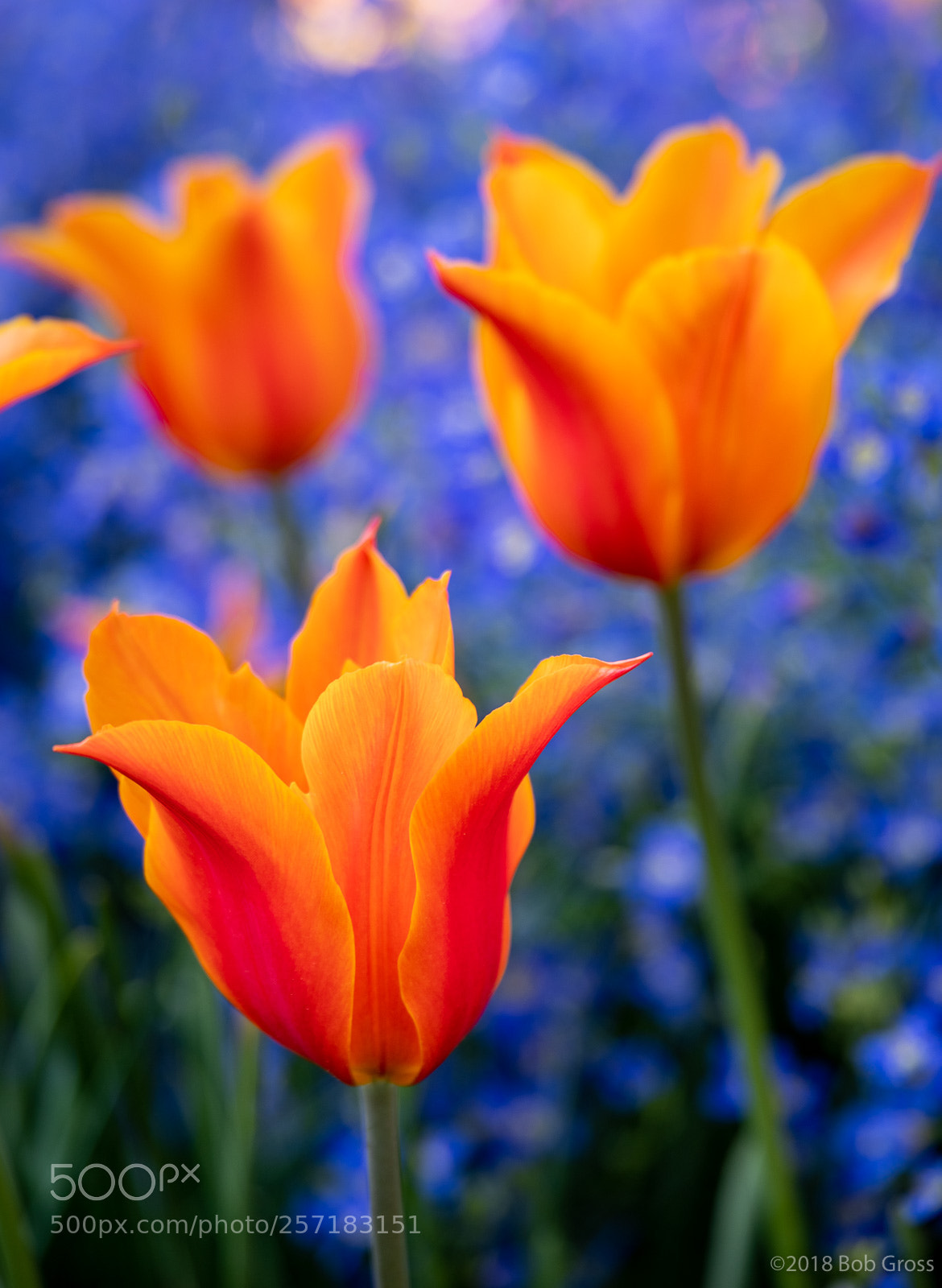 Pentax K-1 sample photo. Spring flowerbobgross photography