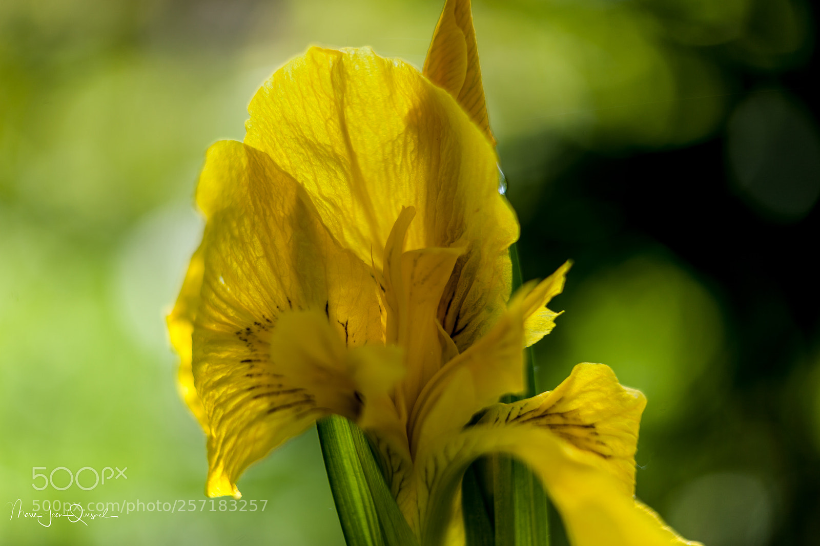 Canon EOS 5D Mark II sample photo. Transparence dor e...je m' photography