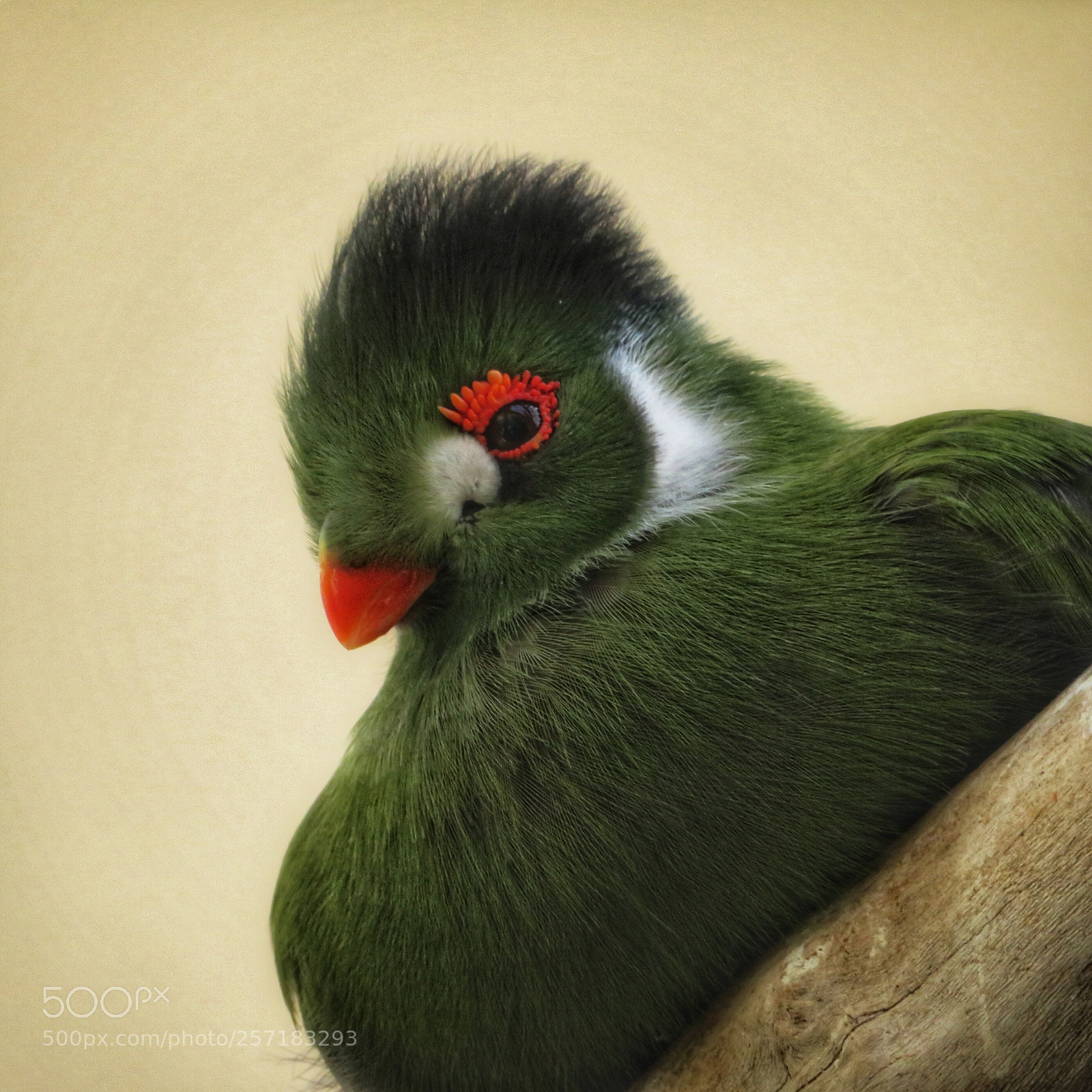 Canon PowerShot SX720 HS sample photo. Green crested turaco photography