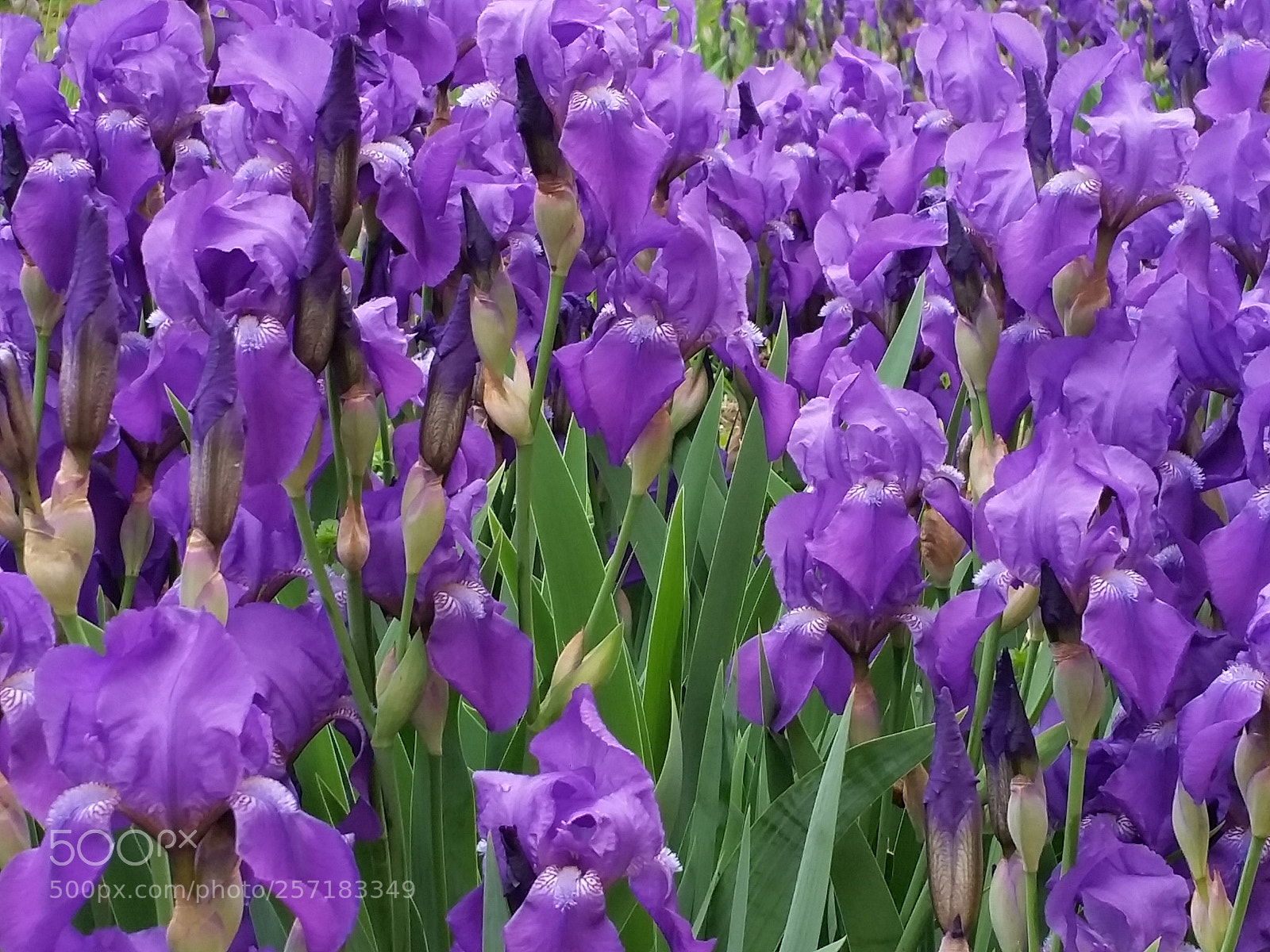 Samsung Galaxy S5 sample photo. Iris see photography