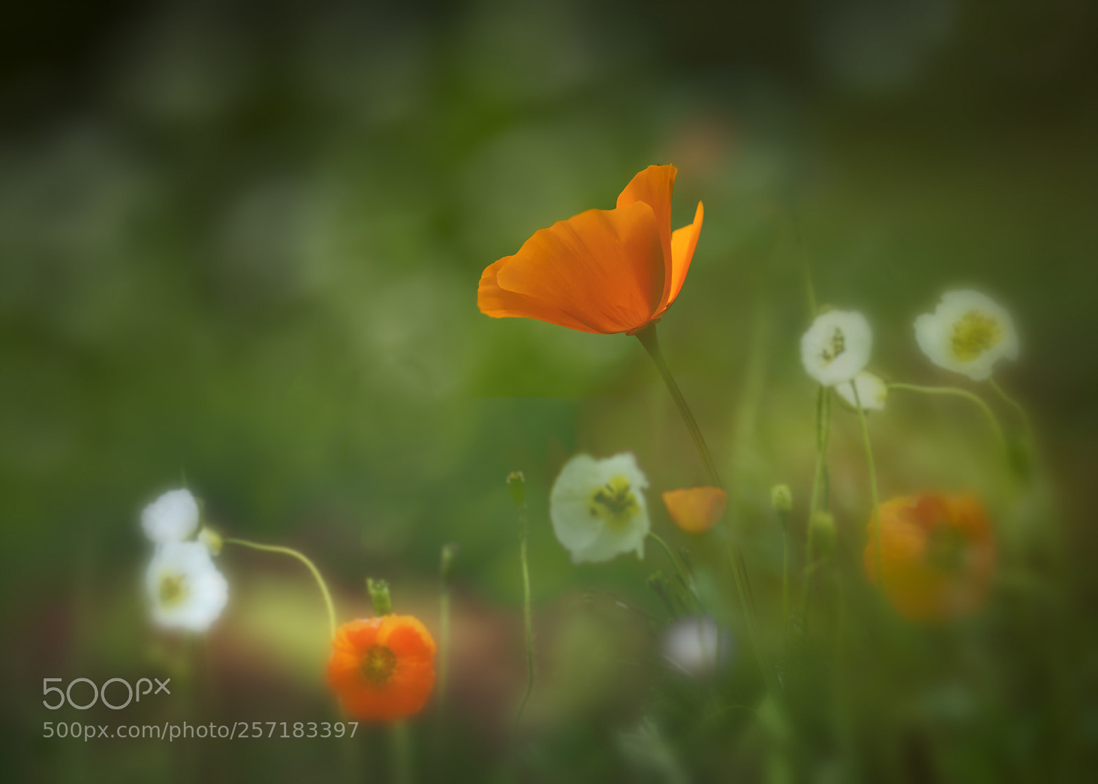 Nikon D810 sample photo. Flower in botanic garden photography