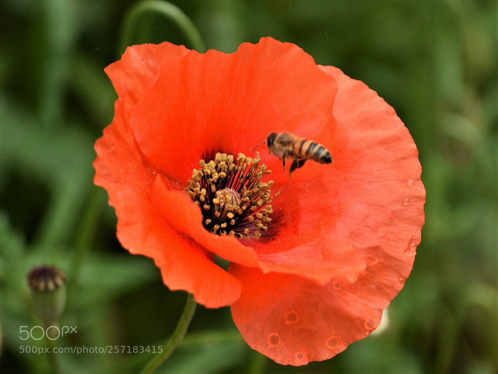 Nikon D750 sample photo. Spring photography