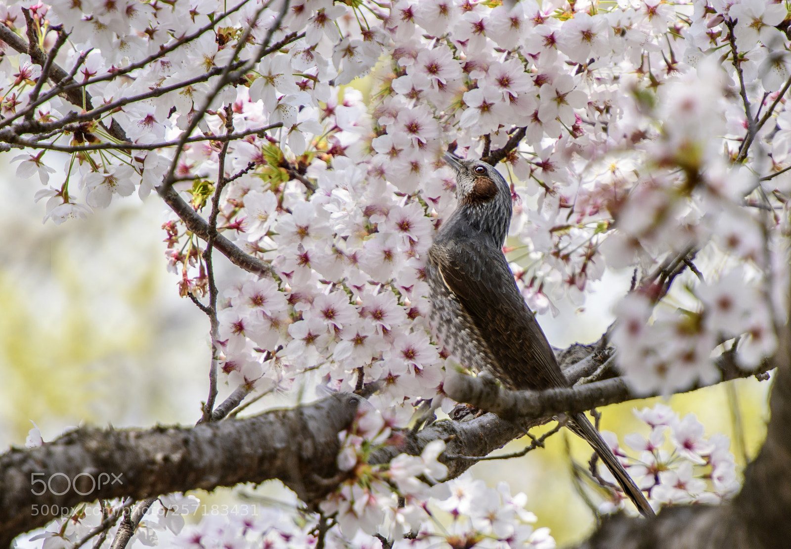 Nikon D850 sample photo. Bulbul and sakura photography