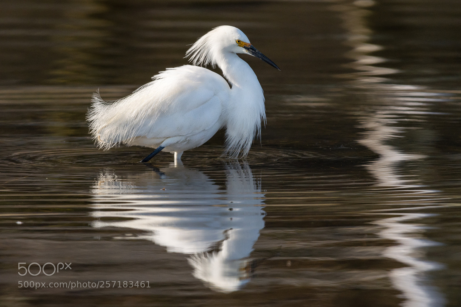 Nikon D7100 sample photo. Reflection photography
