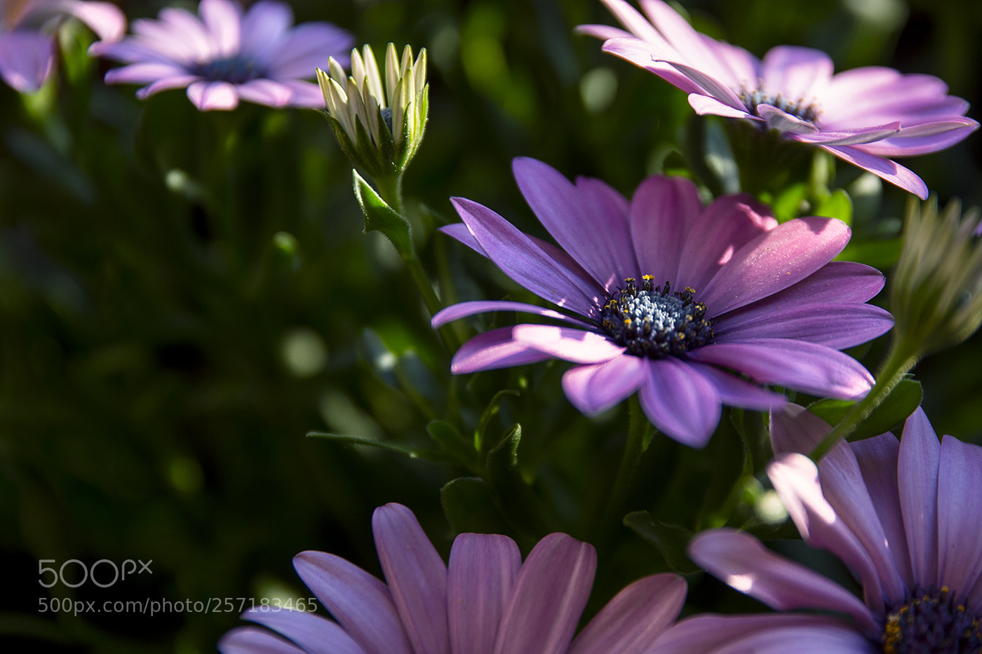 Canon EOS 70D sample photo. Caress of the sun photography