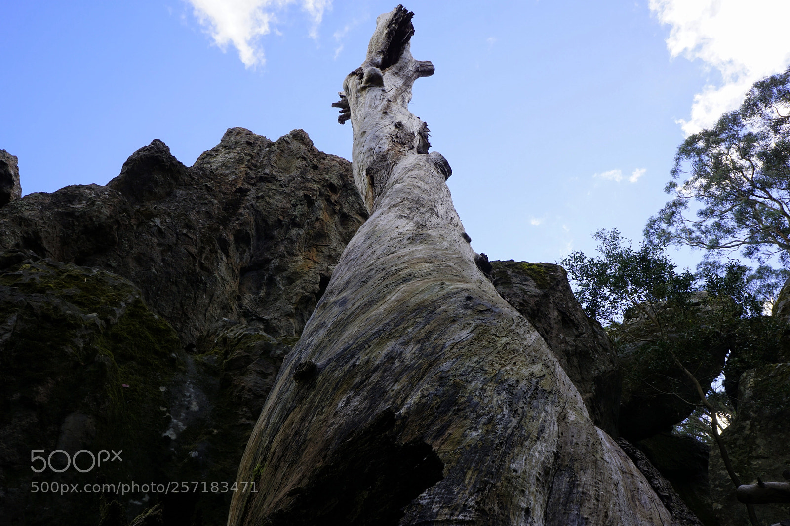 Sony a6000 sample photo. Looking up when lying photography