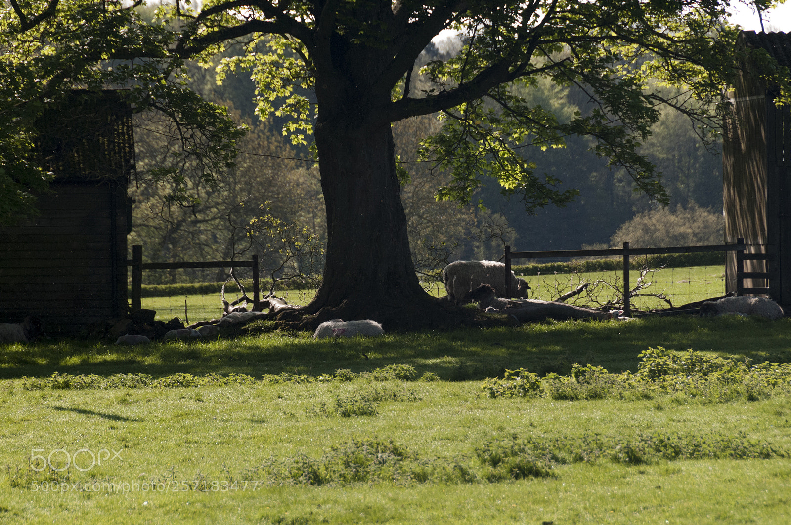 Nikon D300 sample photo. Enjoying the shade photography