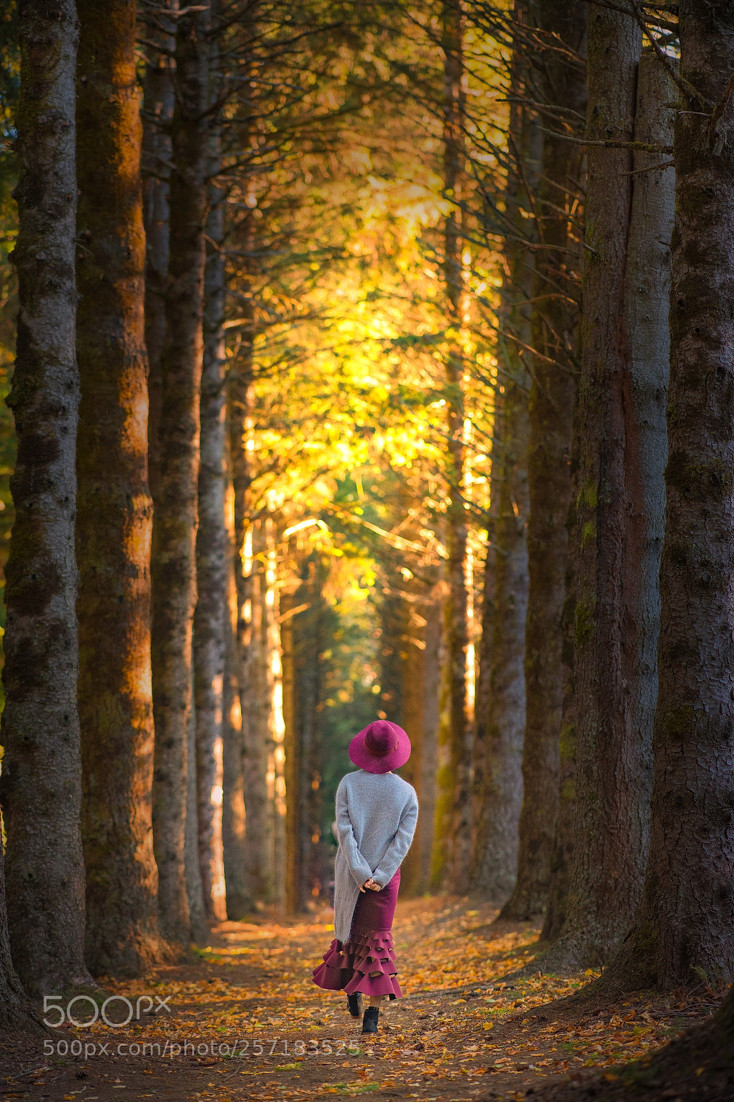 Nikon D850 sample photo. Into forest photography