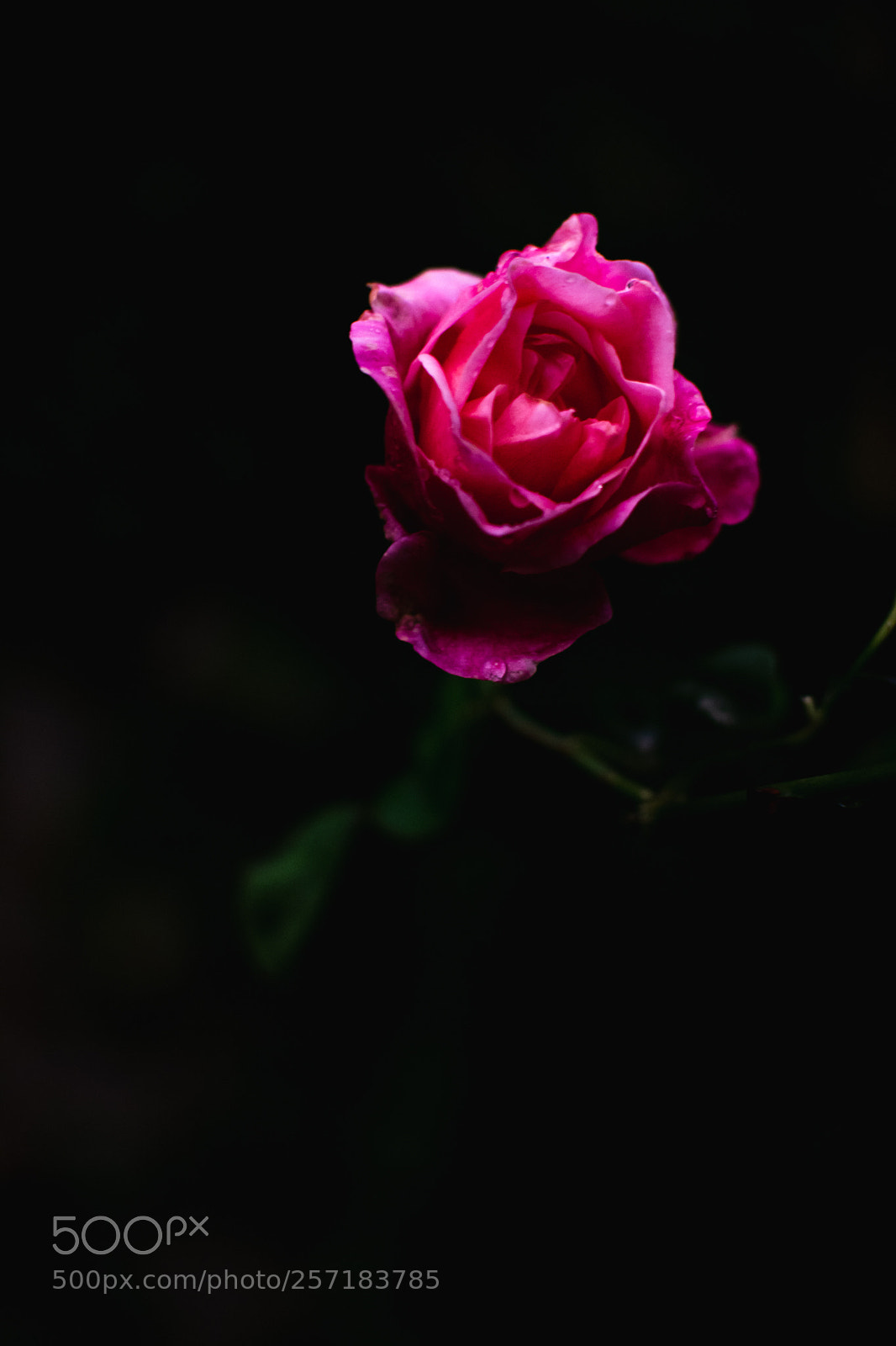 Nikon D3100 sample photo. Rosado i photography