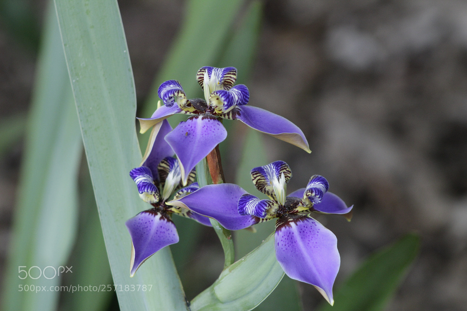 Canon EF 75-300mm f/4-5.6 sample photo. Untitled photography
