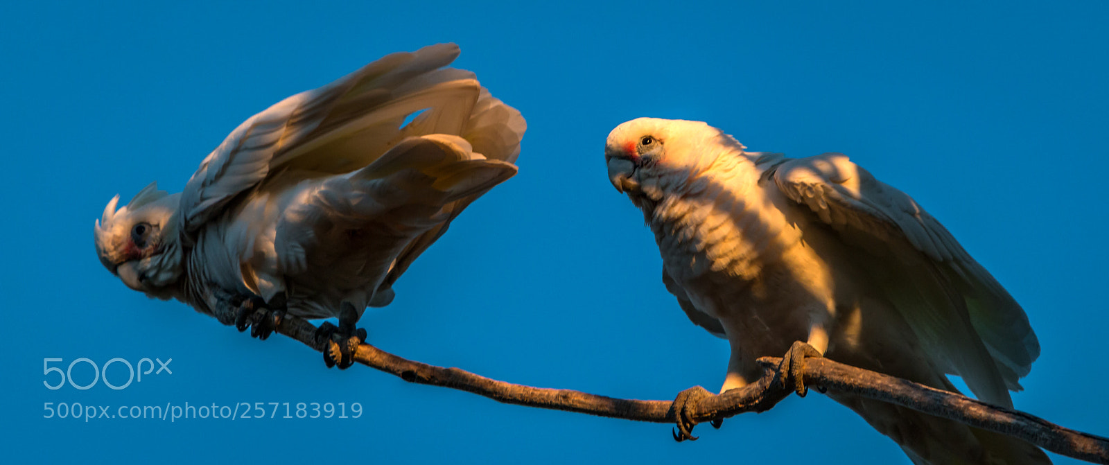 Canon EOS 70D sample photo. Birds photography