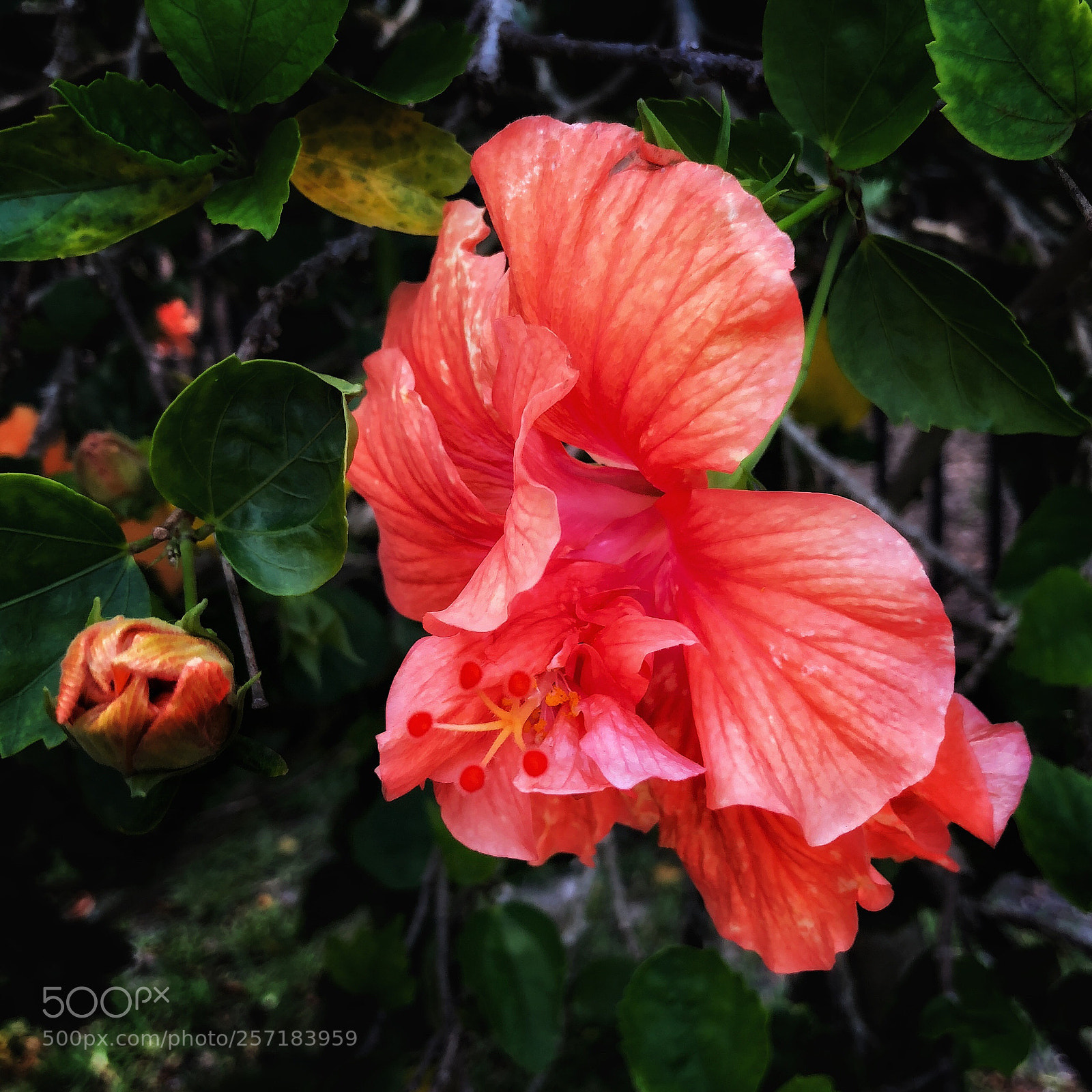 Apple iPhone X sample photo. Hibiscus bloom and bud photography