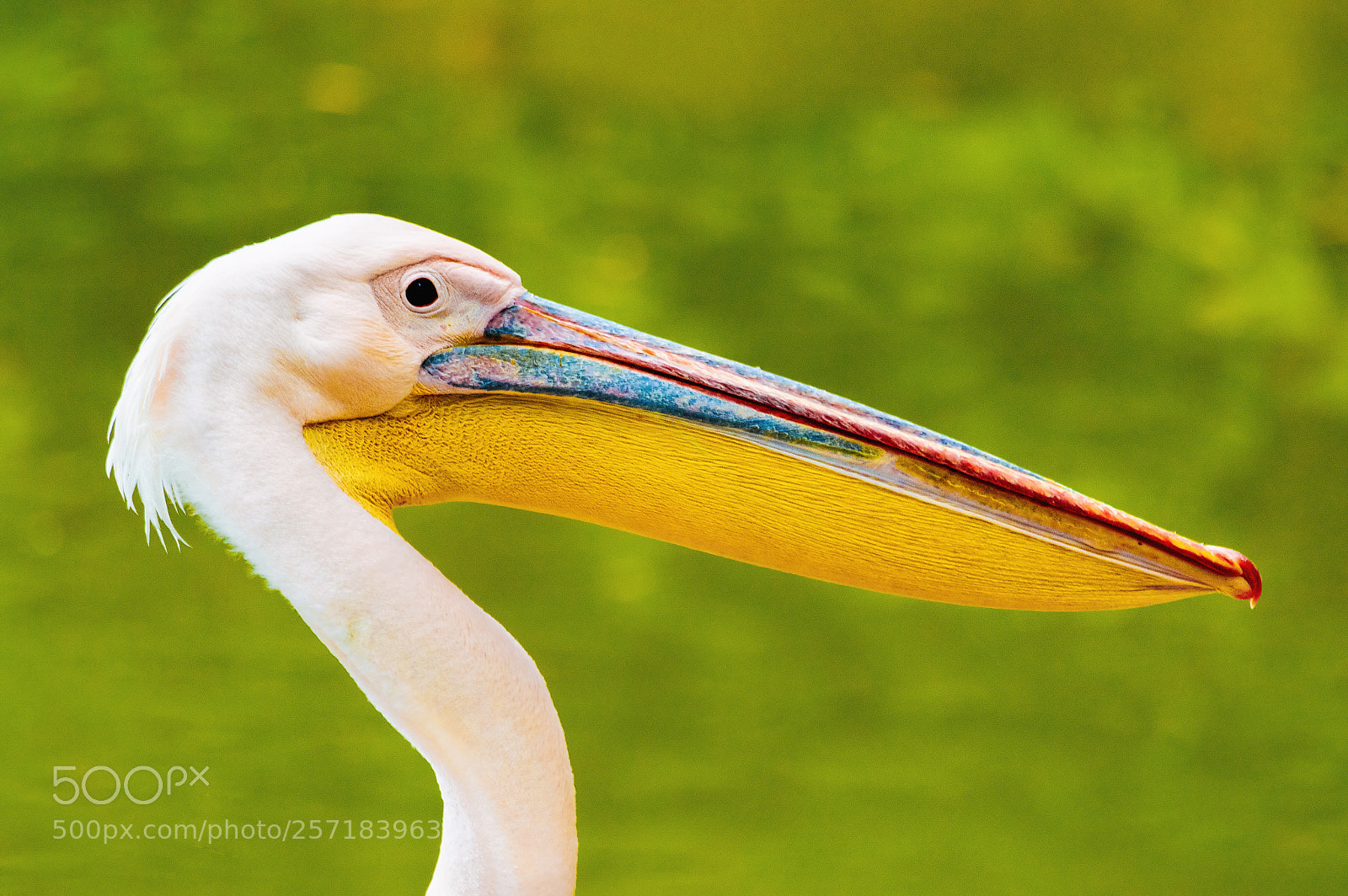 Nikon D3200 sample photo. The pelican brief photography