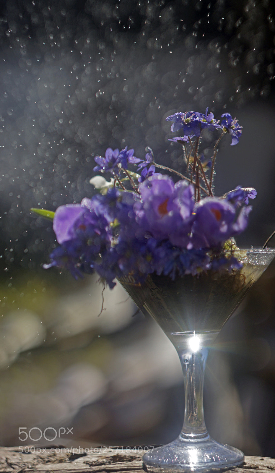 Sony SLT-A65 (SLT-A65V) sample photo. просто так photography