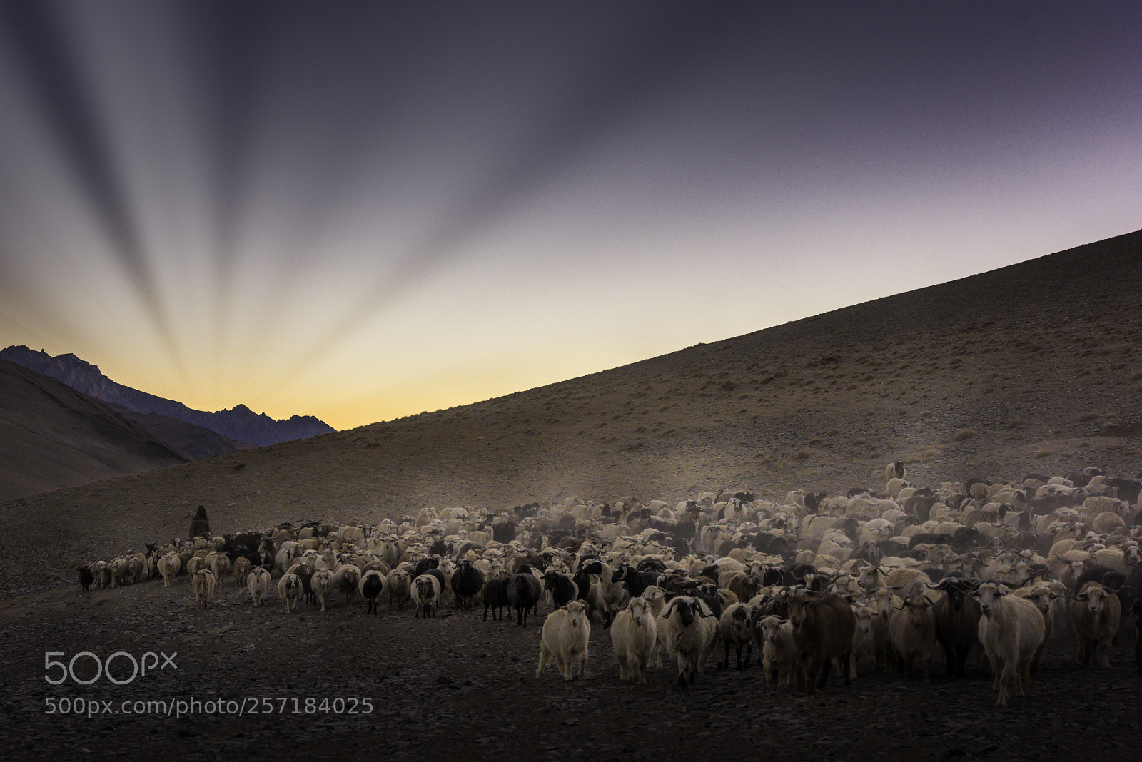 Nikon D810 sample photo. Those rays_dsc1536.jpg photography