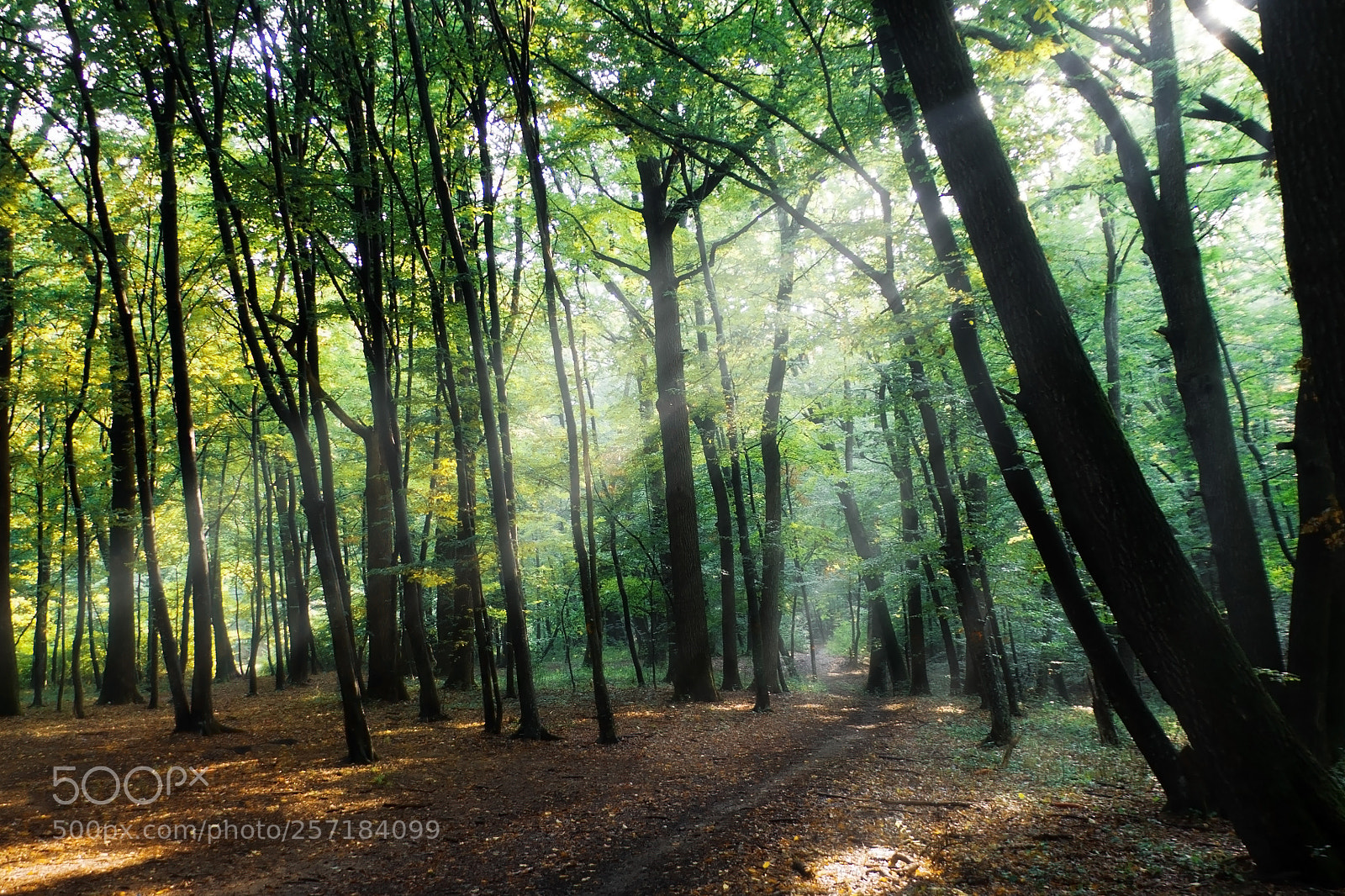 Nikon D7200 sample photo. Dreamy path photography