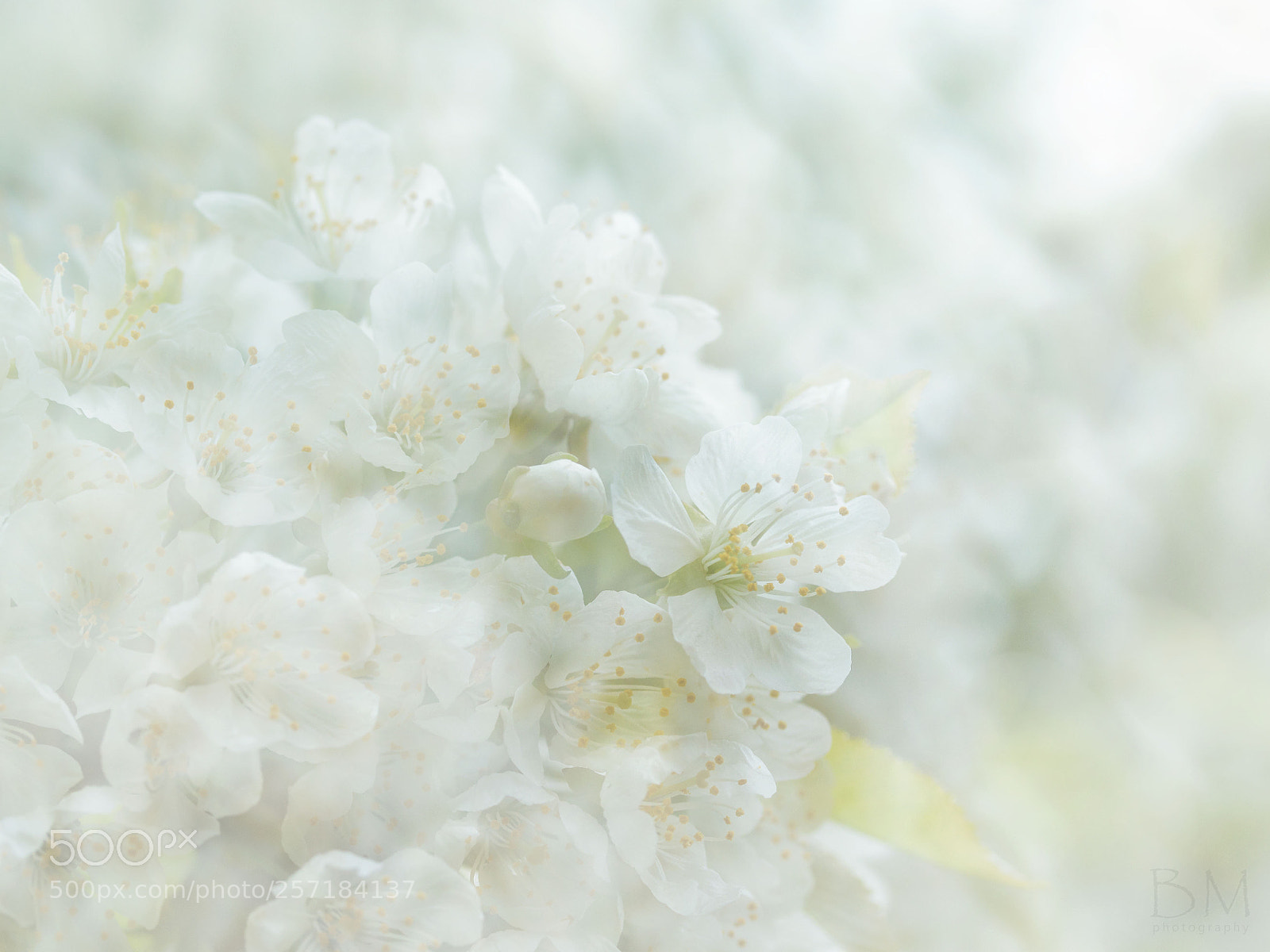 Canon EOS 7D Mark II sample photo. Spring daydream photography