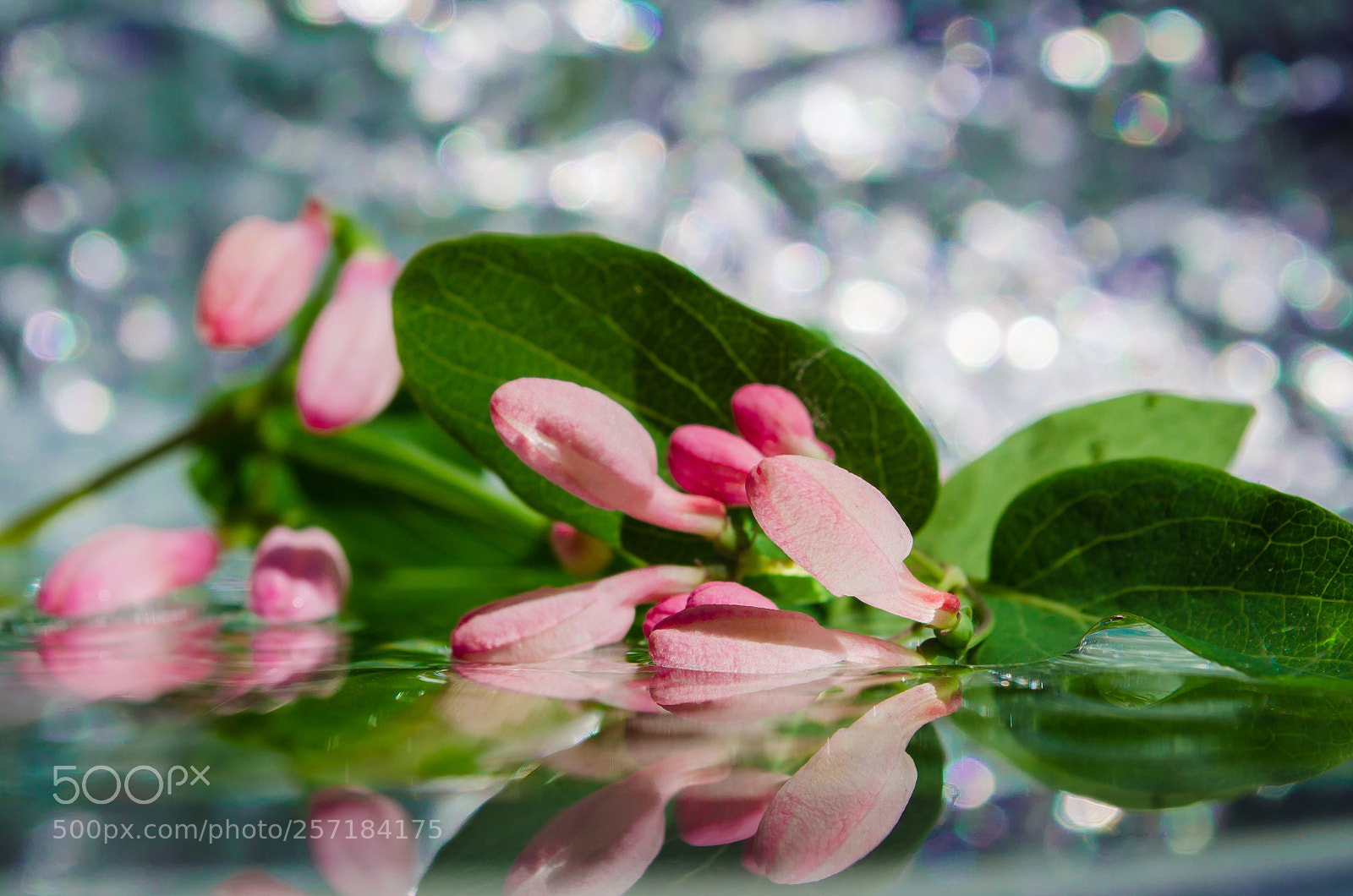 Nikon D5100 sample photo. *** photography