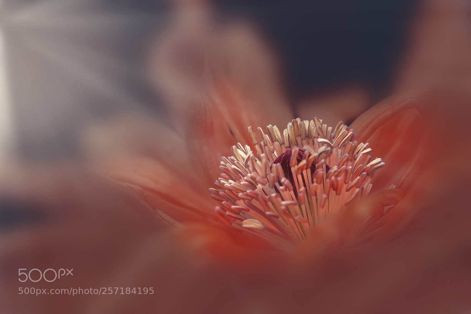Canon EOS 80D sample photo. Poppy photography