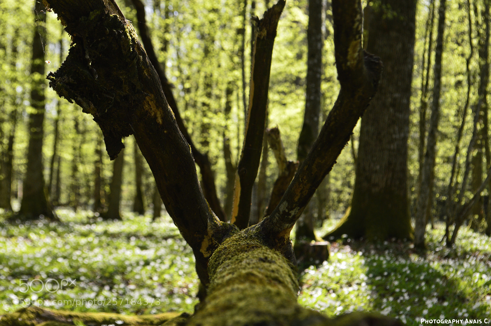 Nikon D3200 sample photo. Bialowieza wonder (2) photography