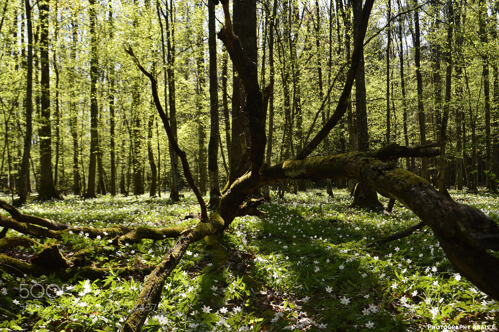 Nikon D3200 sample photo. Bialowieza wonder (1) photography