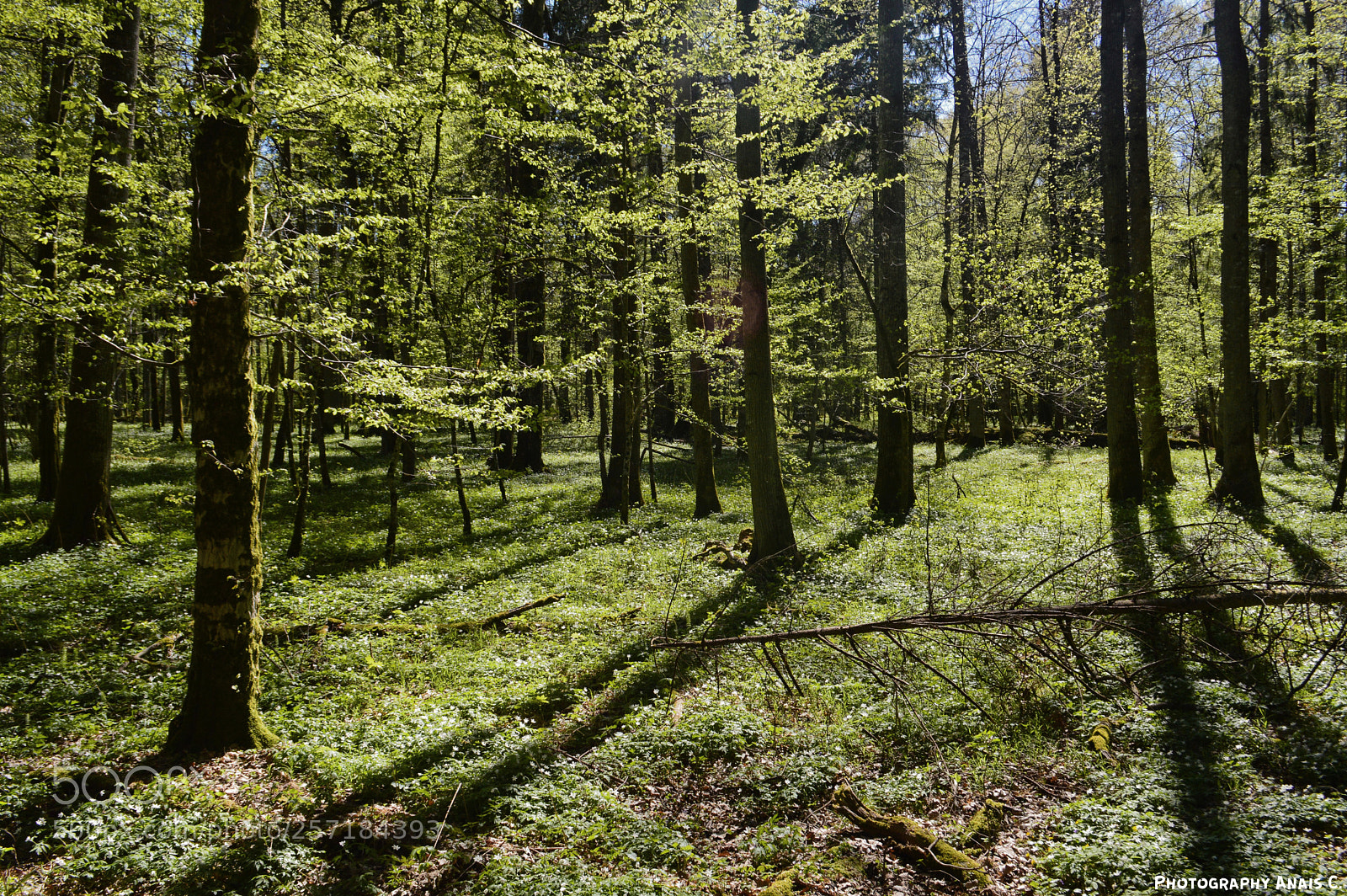 Nikon D3200 sample photo. Bialowieza wonder (3) photography