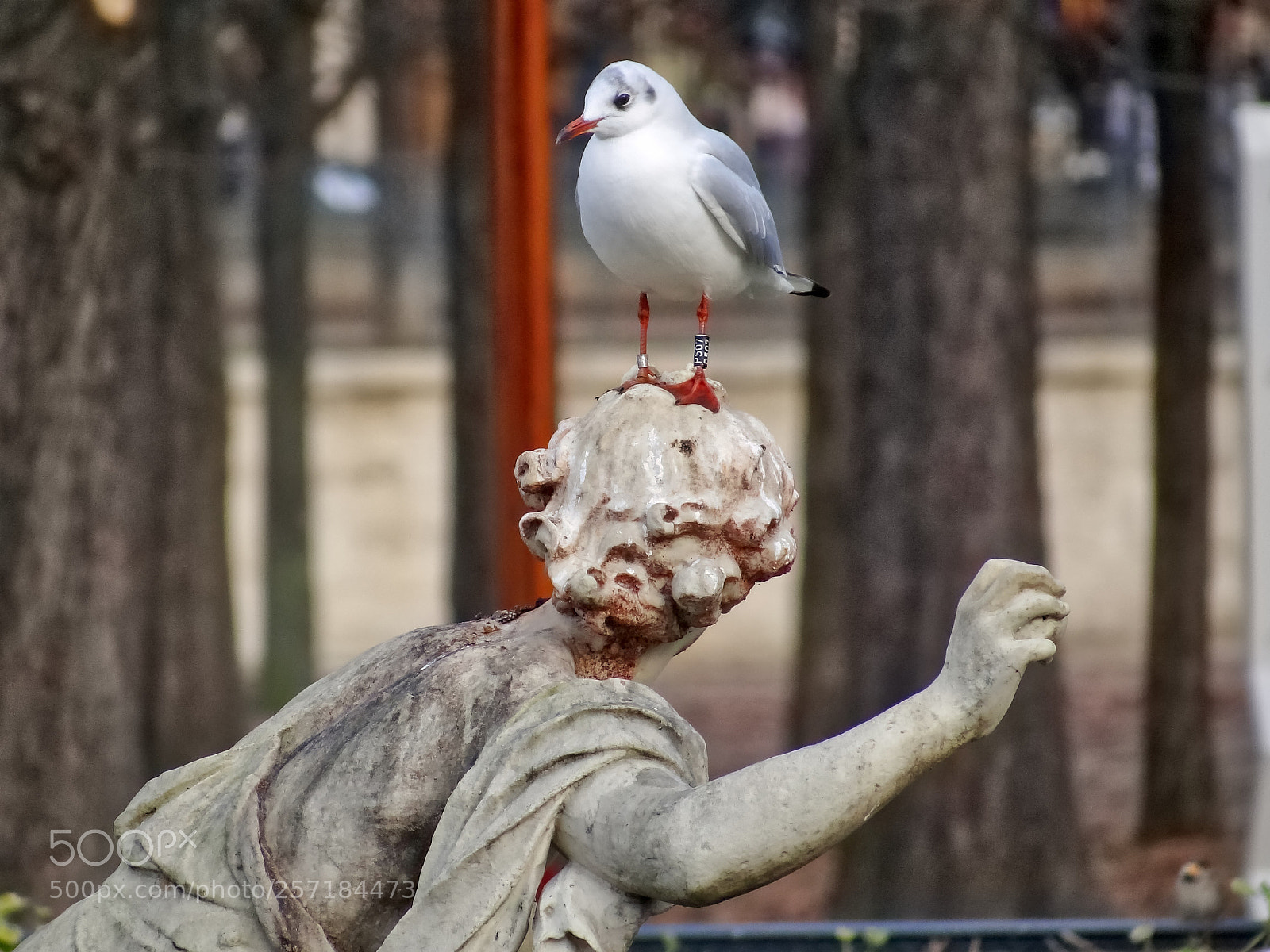 Sony Cyber-shot DSC-HX100V sample photo. The seagull and the photography