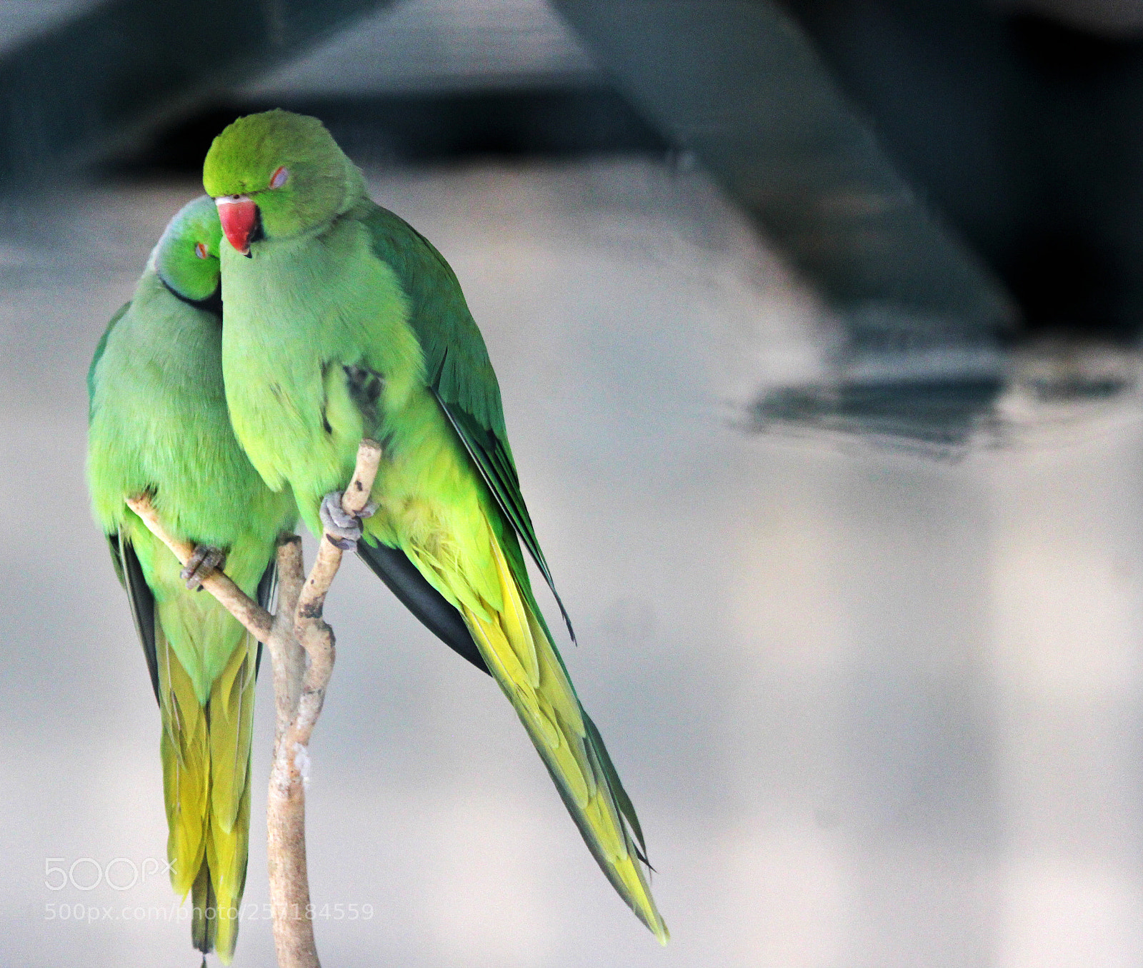 Canon EOS 600D (Rebel EOS T3i / EOS Kiss X5) sample photo. Dream together photography
