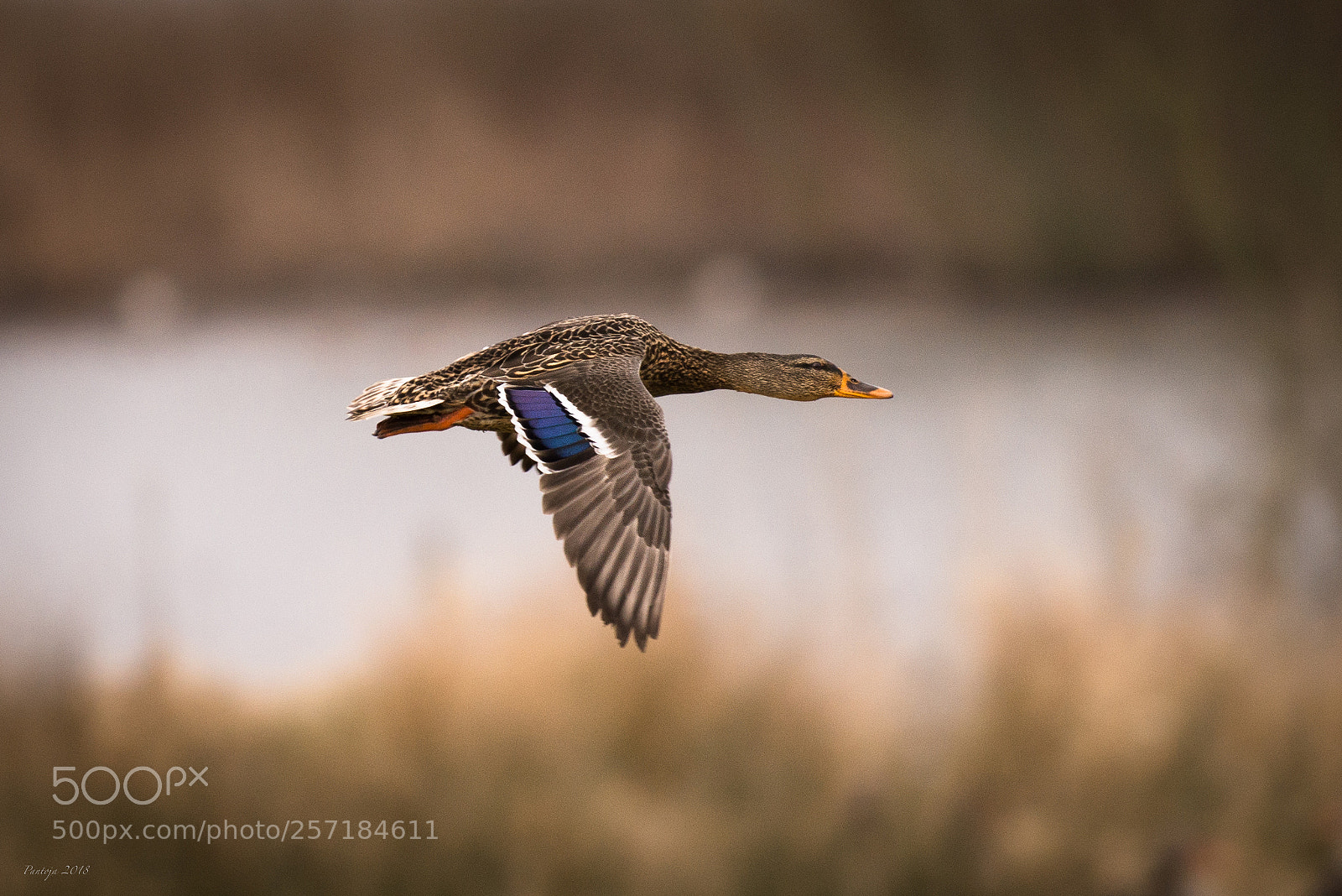 Nikon D600 sample photo. Mallard photography