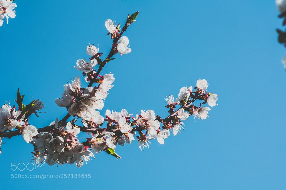 Nikon D7100 sample photo. Spring photography