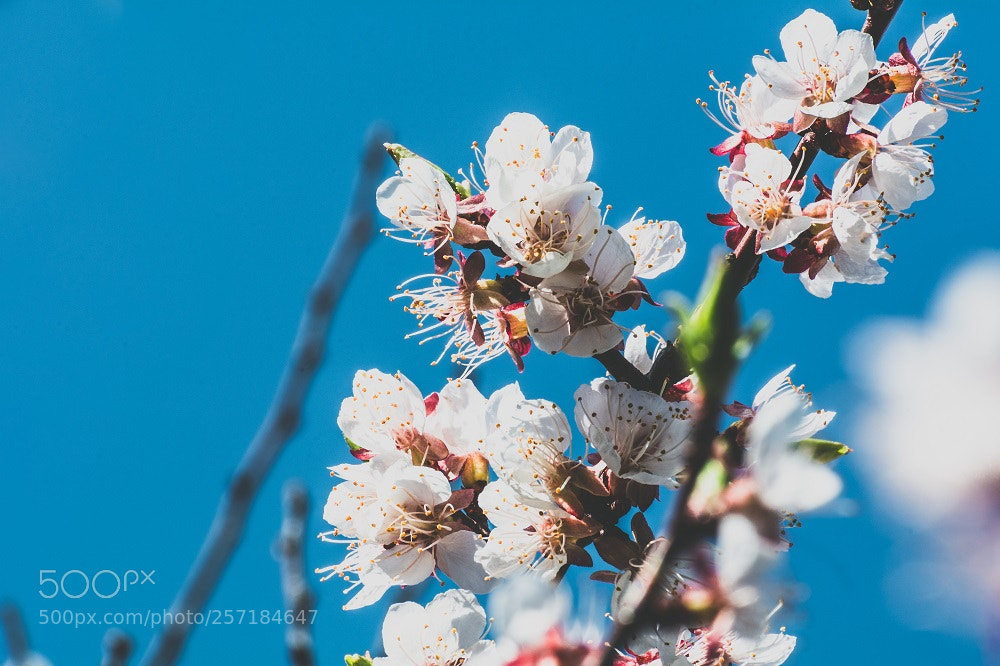 Nikon D7100 sample photo. Spring photography
