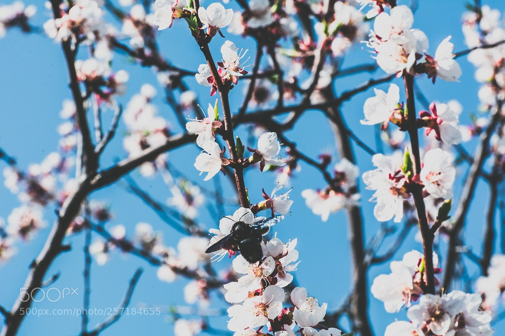 Nikon D7100 sample photo. Spring photography