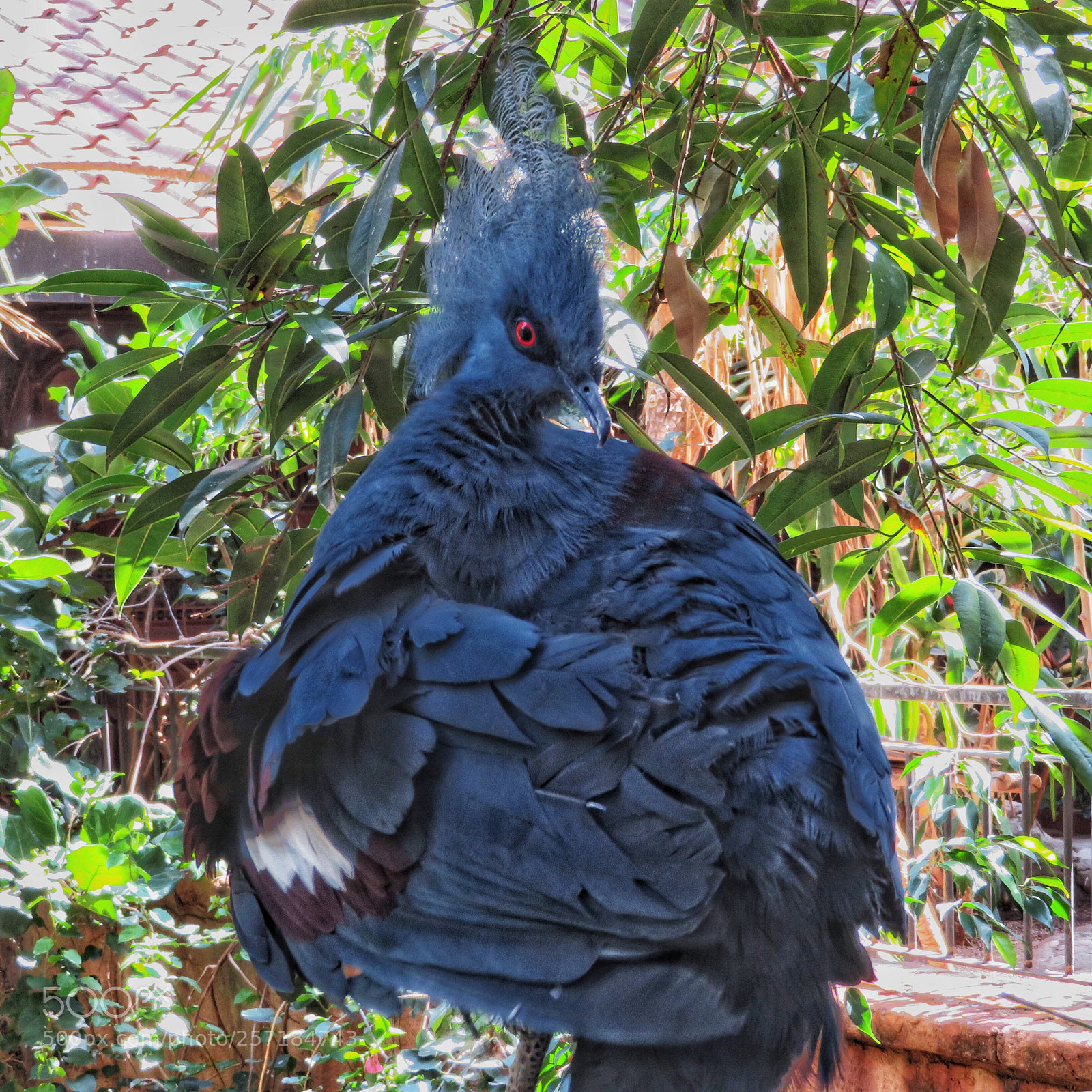Canon PowerShot SX720 HS sample photo. Western-crowned pigeon photography