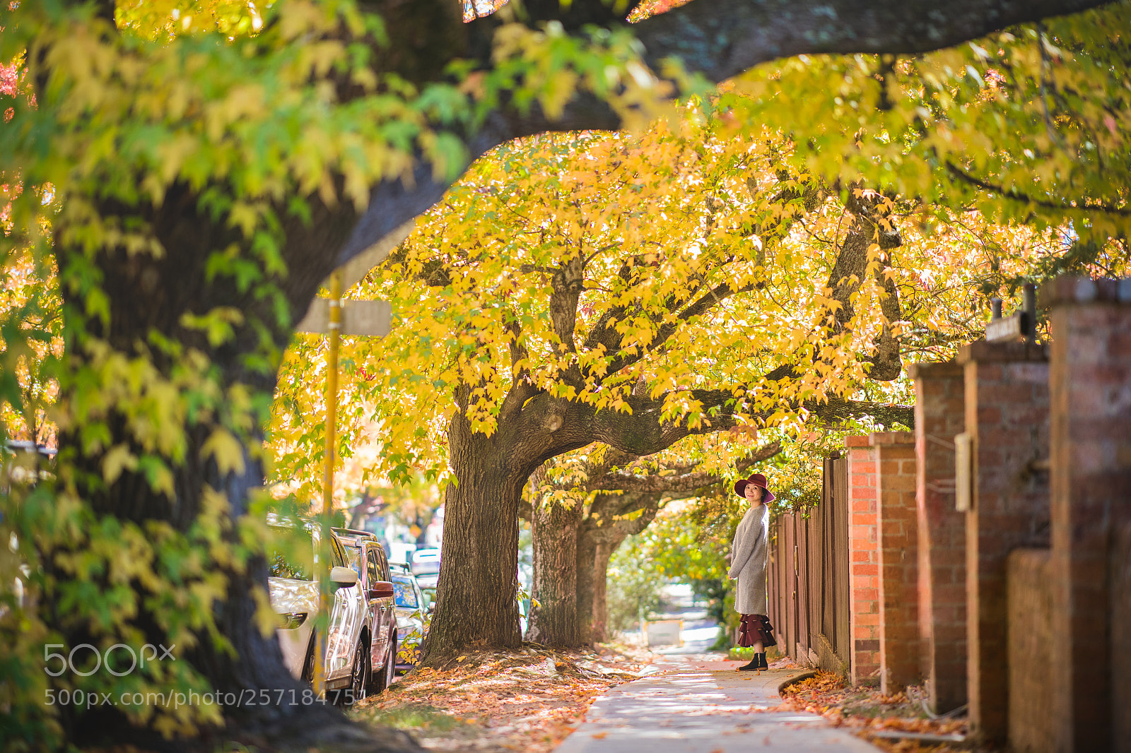 Nikon D850 sample photo. Blackheath photography