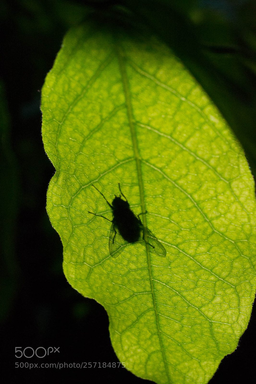 Nikon D3100 sample photo. Presence photography