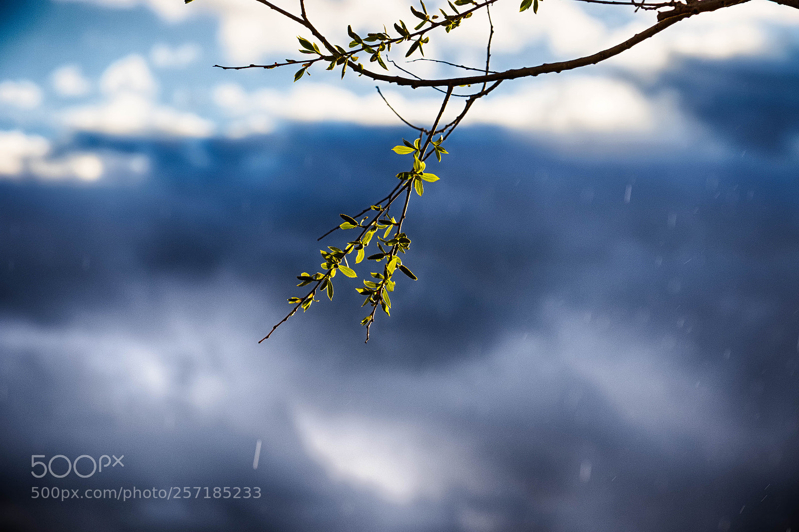 Canon EOS 7D Mark II sample photo. Spring light ii photography