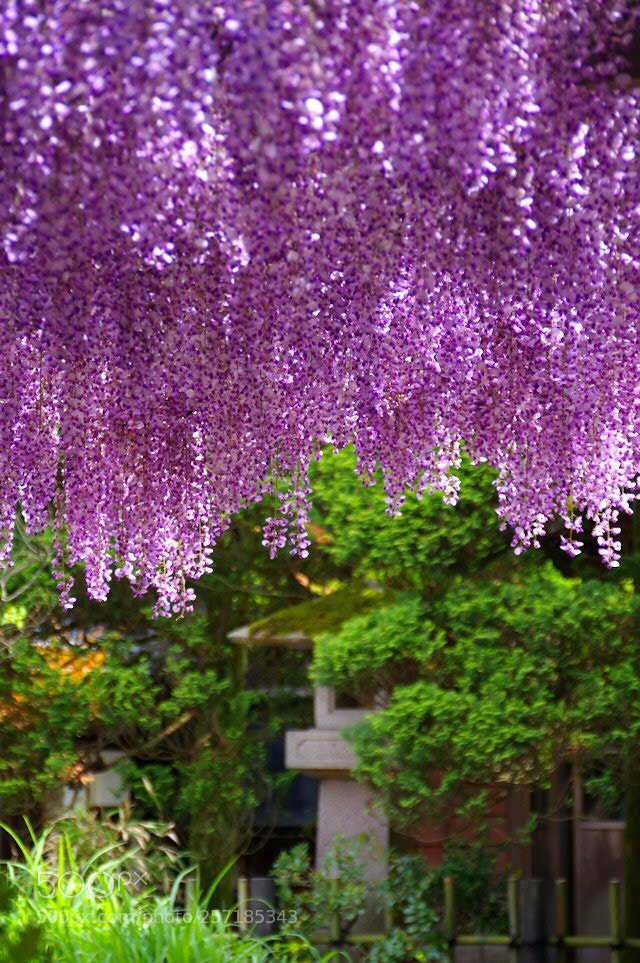 Pentax K-3 II sample photo. Wisteria flowers
01 photography