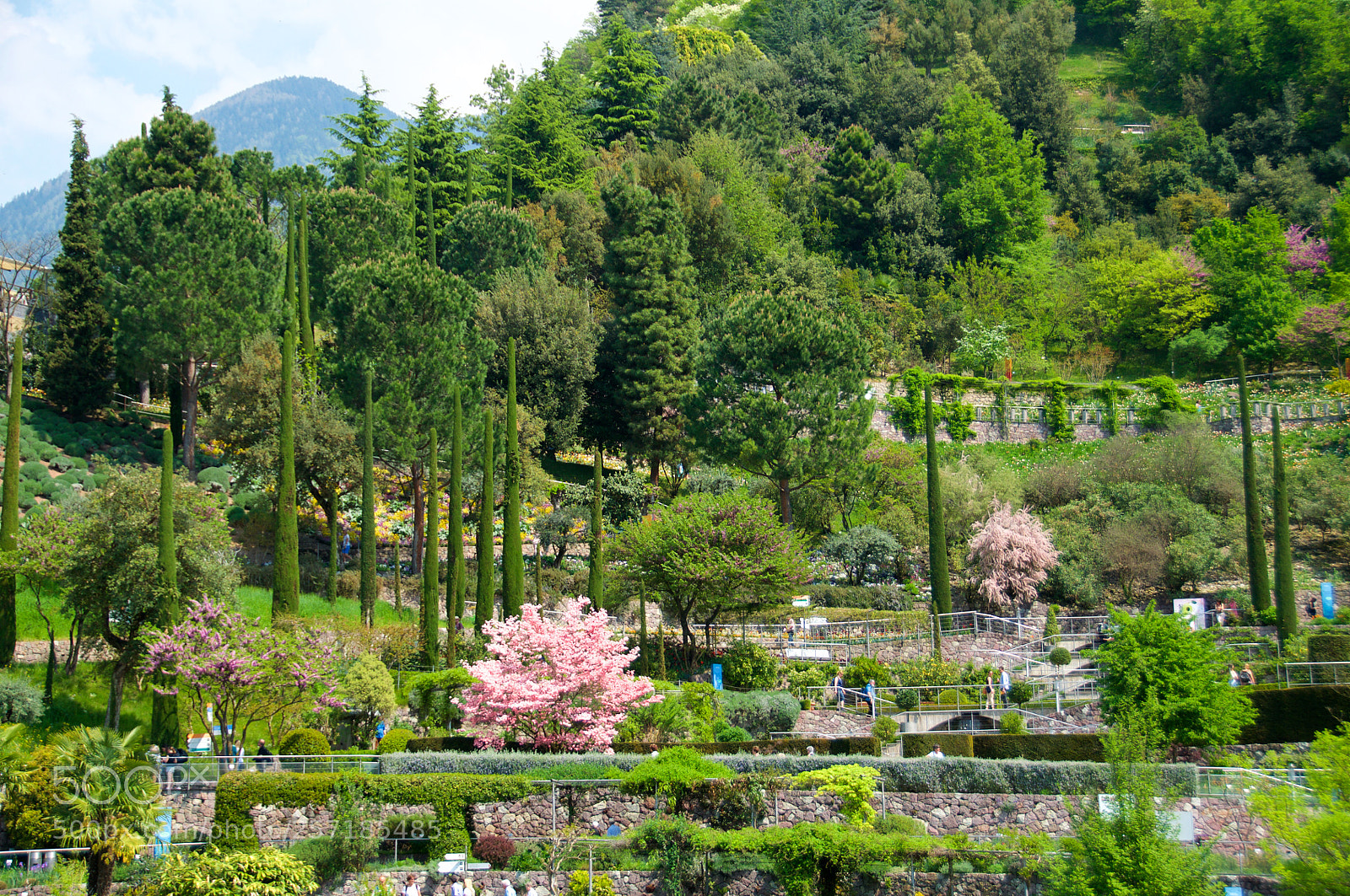 Nikon D5000 sample photo. Pink photography