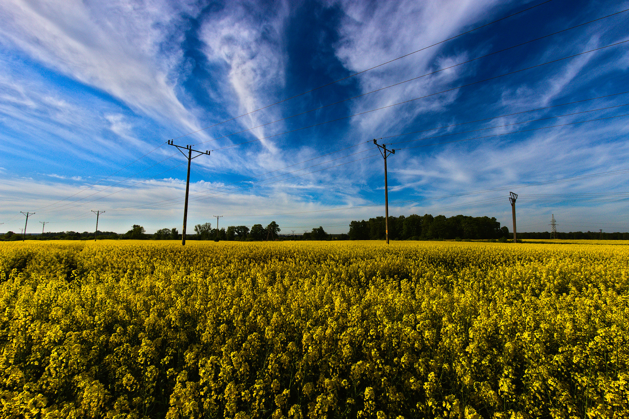 Canon EF-S 10-22mm F3.5-4.5 USM sample photo. A rapeseed field photography