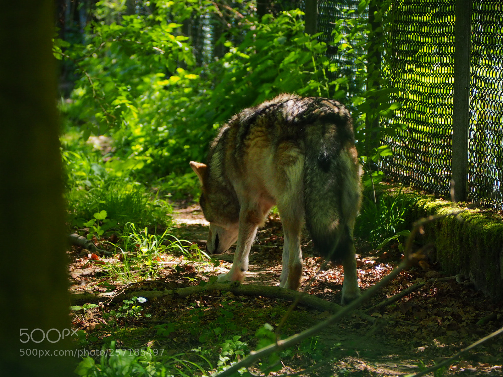 Olympus OM-D E-M10 II sample photo. The wulf photography