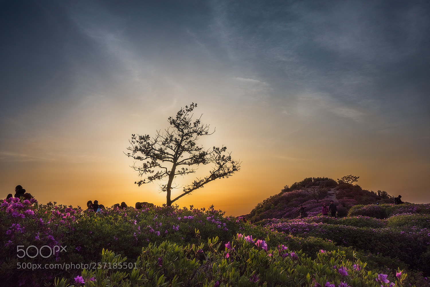 Nikon D810 sample photo. Morning of the ridge photography