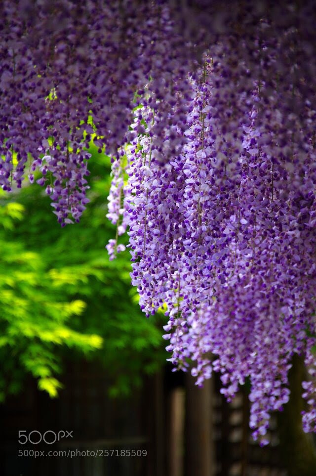 Pentax K-3 II sample photo. Wisteria flowers
02 photography